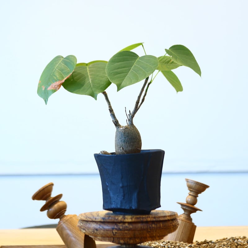 プセウドボンバックス エリプティクム / Pseudobombax ellipticum