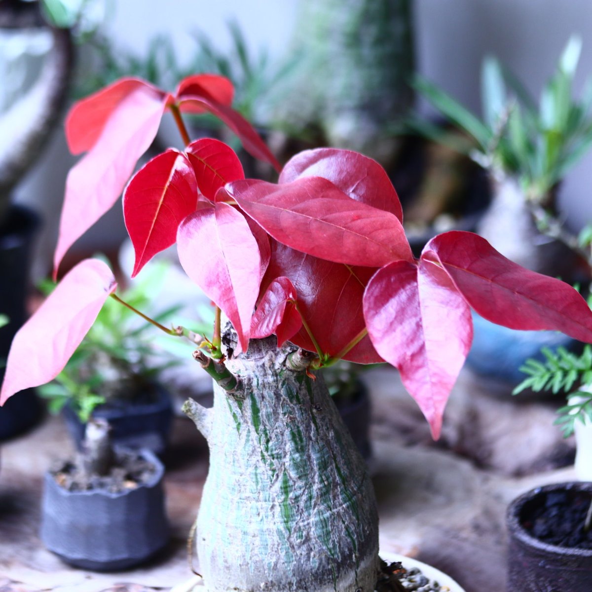 プセウドボンバックス エリプティクム Pseudobombax ellipticum n