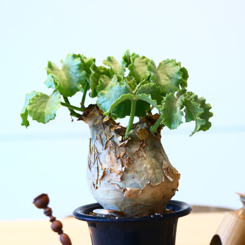 キフォステンマ マクロプス / Cyphostemma uter var. macropus