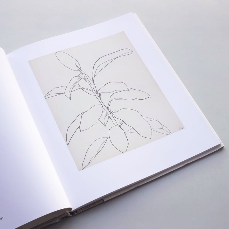 Ellsworth Kelly / Plant Drawings | POST