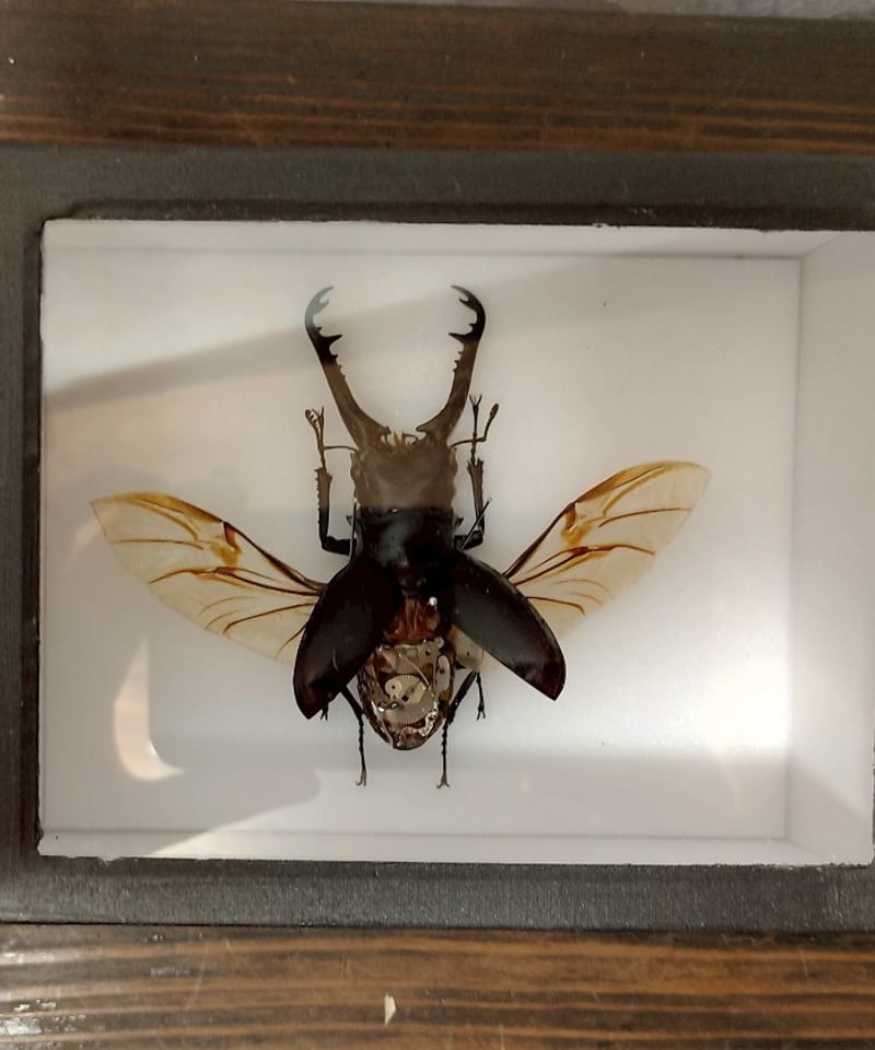 うつせみ標本屋／機械仕掛けの昆虫標本(ギラファノコギリクワガタ