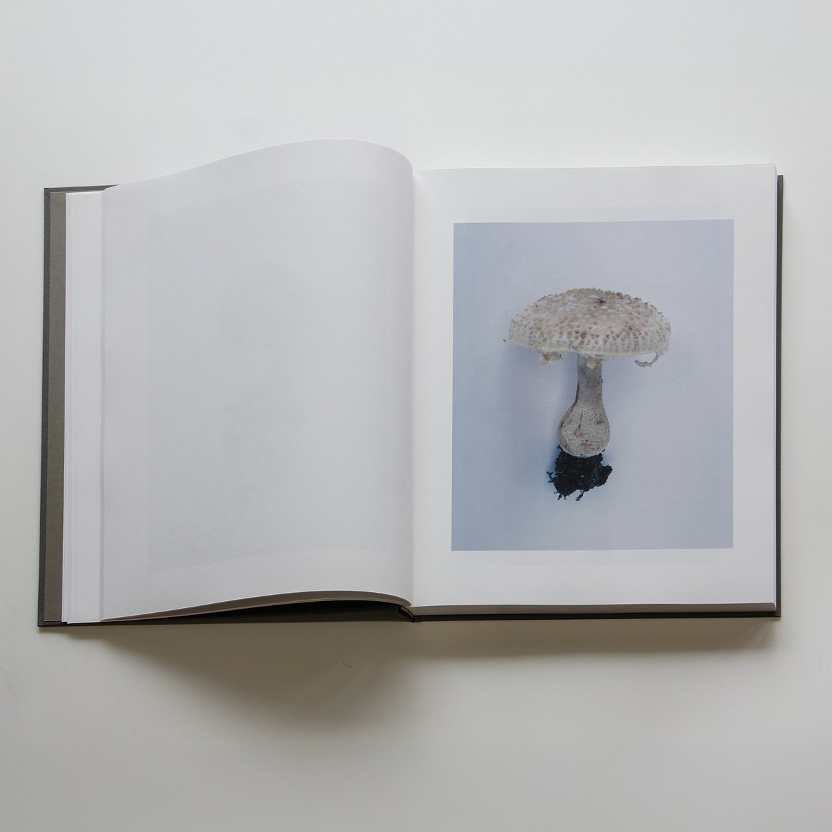 ホンマタカシ『Symphony その森の子供 mushrooms from the fores