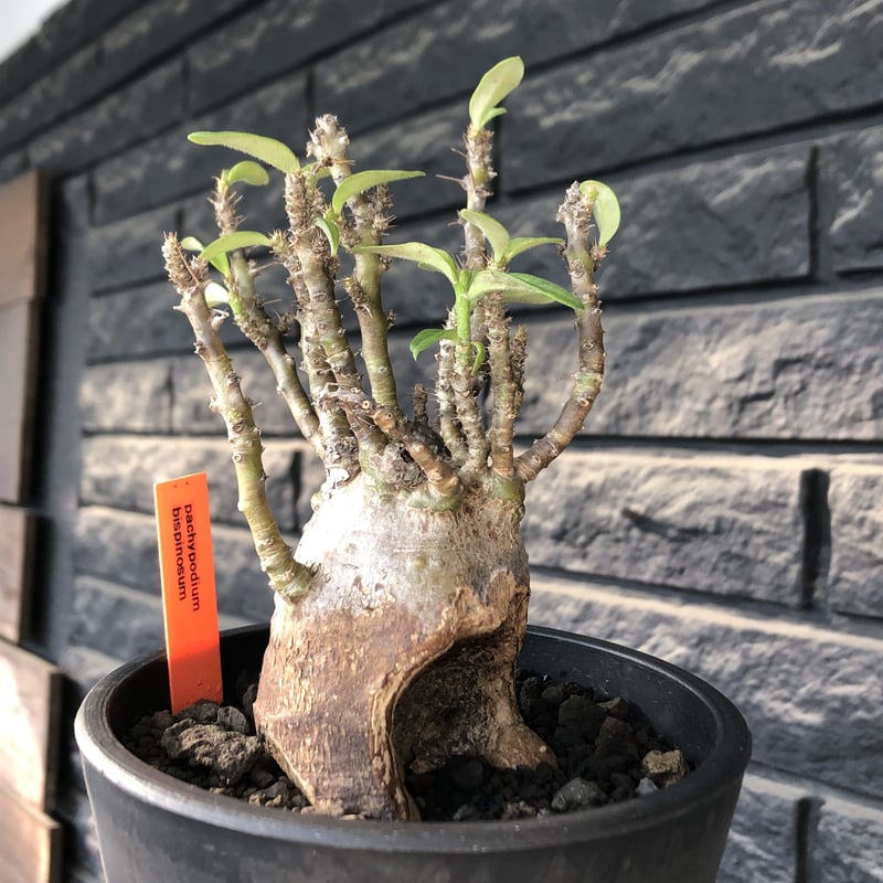 pachypodium bispinosum 《小さめM size》※現地球発根後店主国内管理