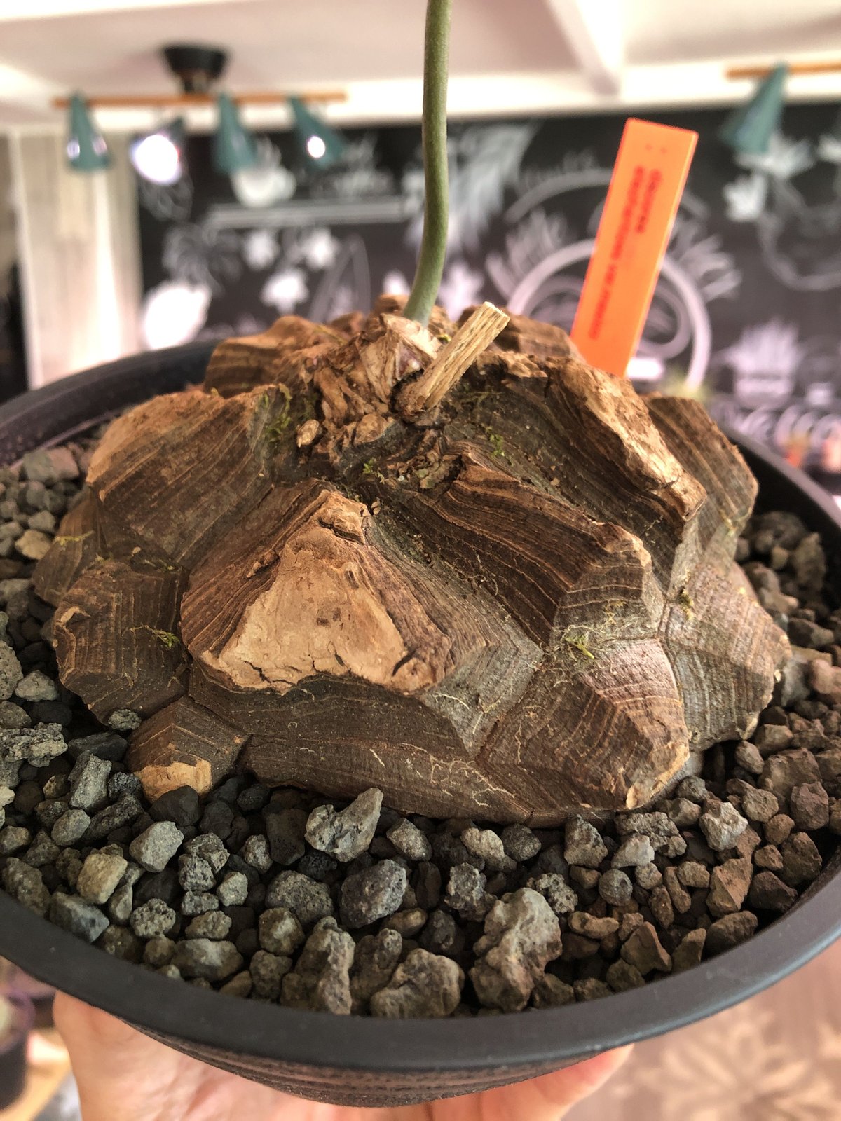 dioscorea macrostachya メキシコ亀甲竜《L size》※現地球らしい切