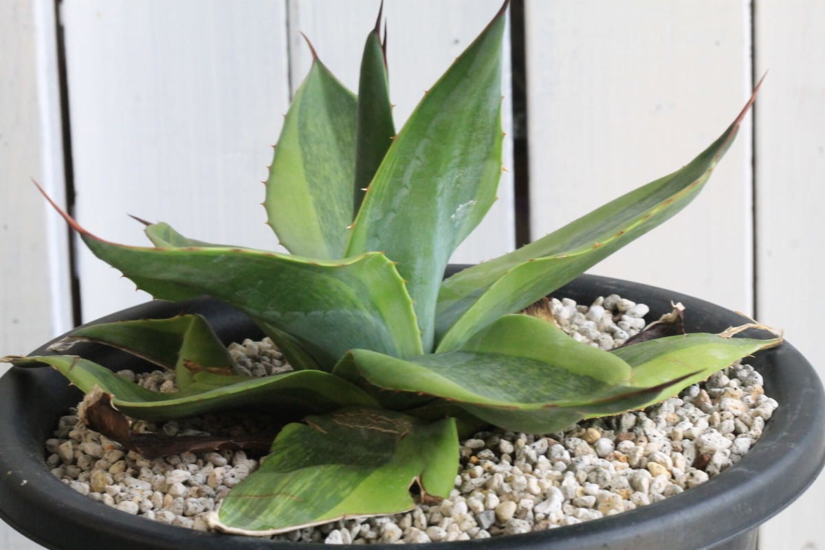 アガベ オバティフォリア キラー | hanayoshi-botanical