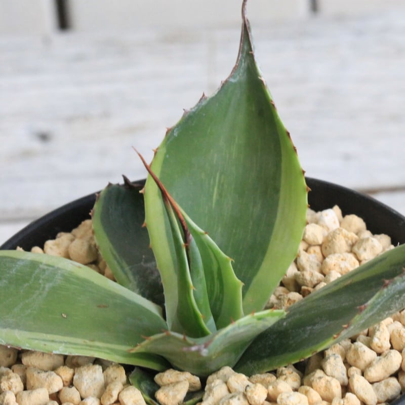 アガベ オバティフォリア キラー | hanayoshi-botanical