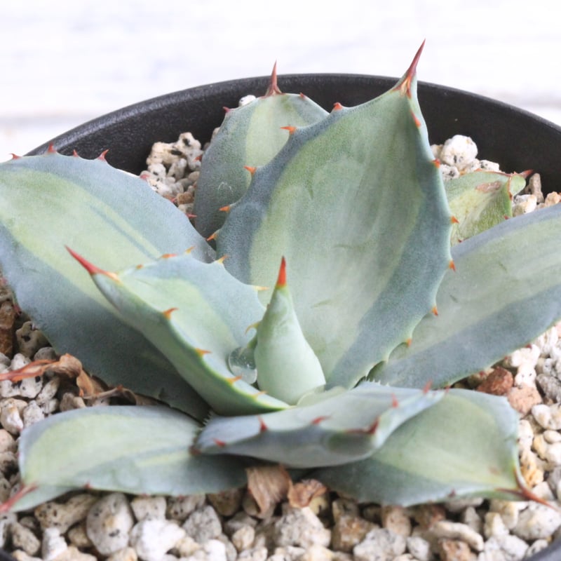 アガベ 吉祥天錦 | hanayoshi-botanical