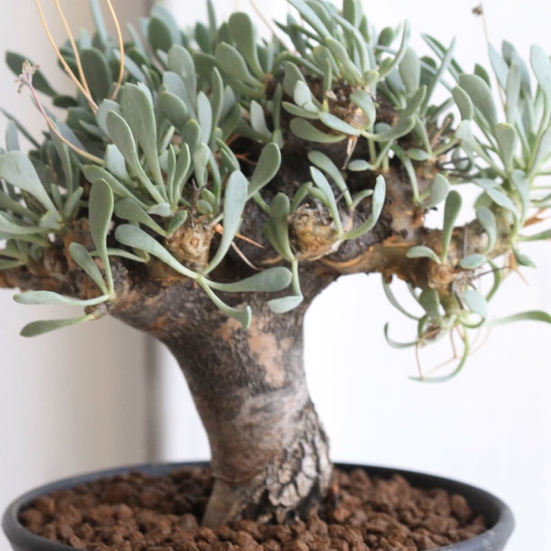 オトンナ ユーフォルビオイデス（変種） | hanayoshi-botanical