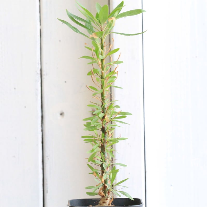 フォークイエリア プルプシー（実生） | hanayoshi-botanical