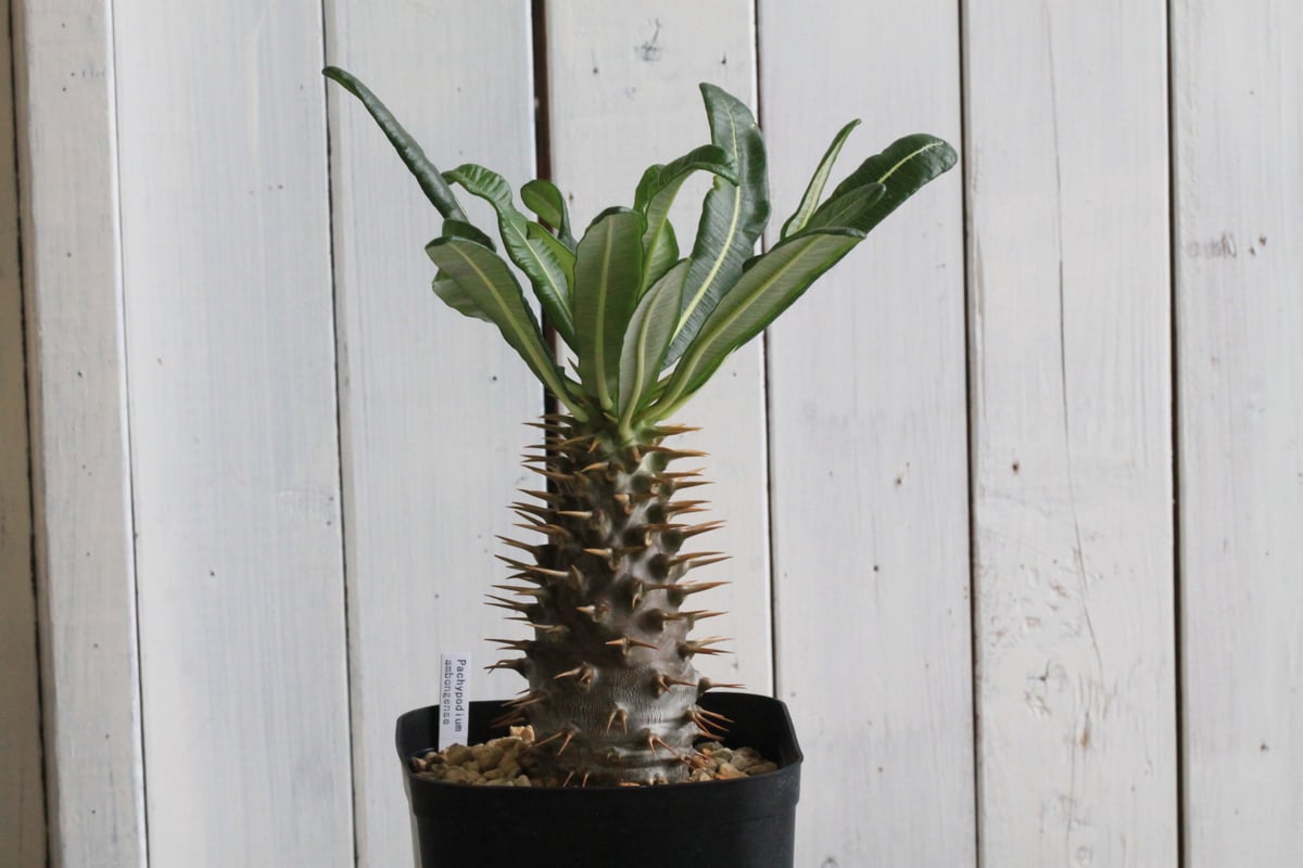 パキポディウム アンボンゲンセ 実生 | hanayoshi-botanical