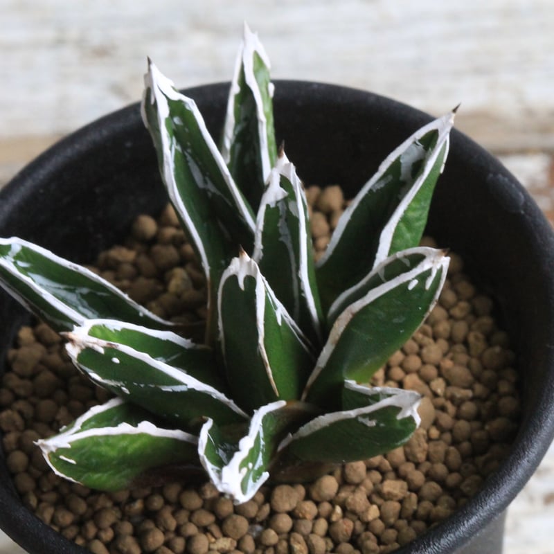 アガベ 特選笹の雪（S-1） | hanayoshi-botanical