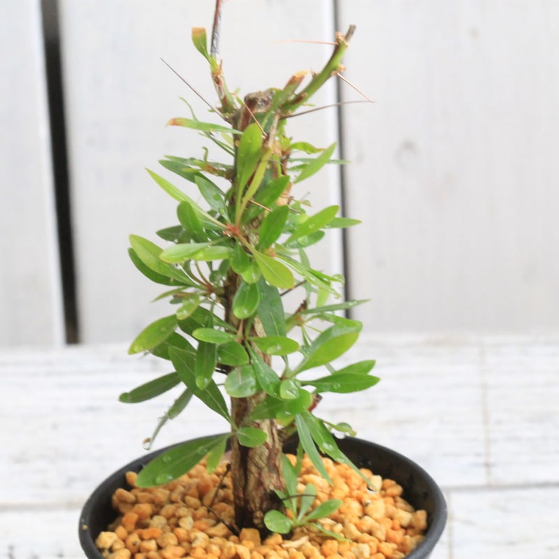 フォークイエリア ファシクラータ×プルプシー（あいのこ）挿し木②