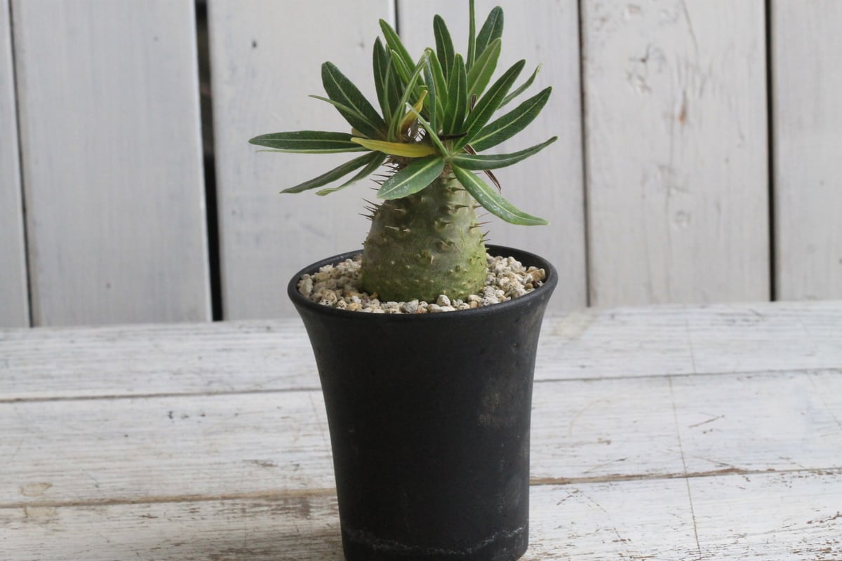 パキポディウム グラキリス 実生 | hanayoshi-botanical