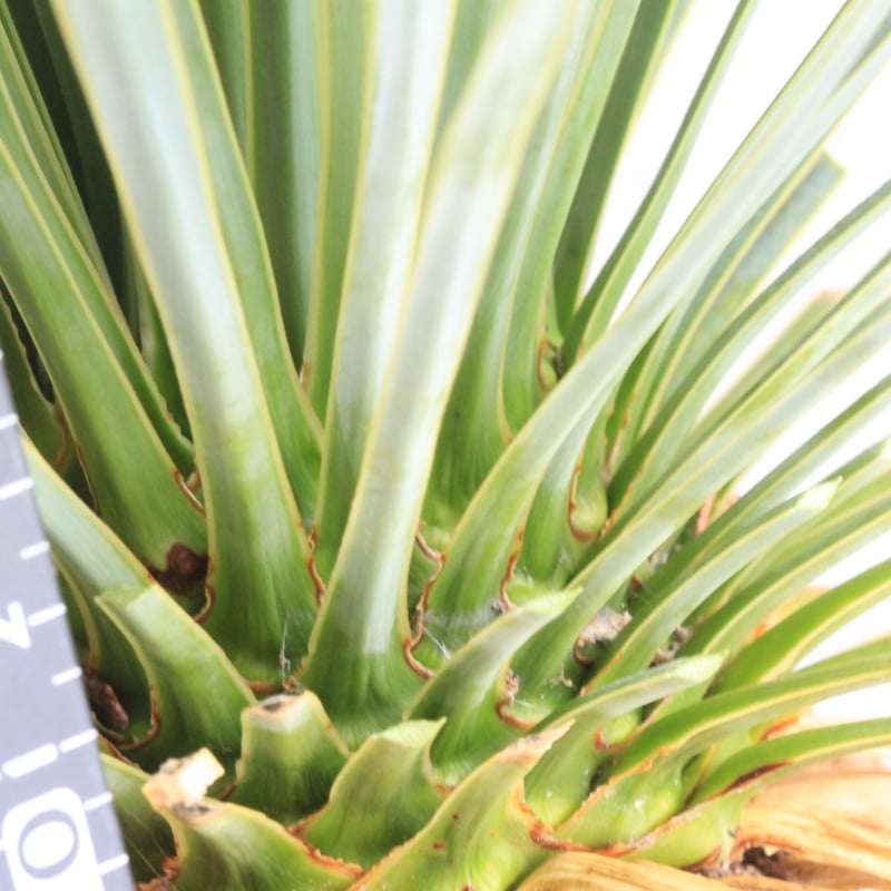 ユッカ ロストラータ ブルーサンダー① | hanayoshi-botanical