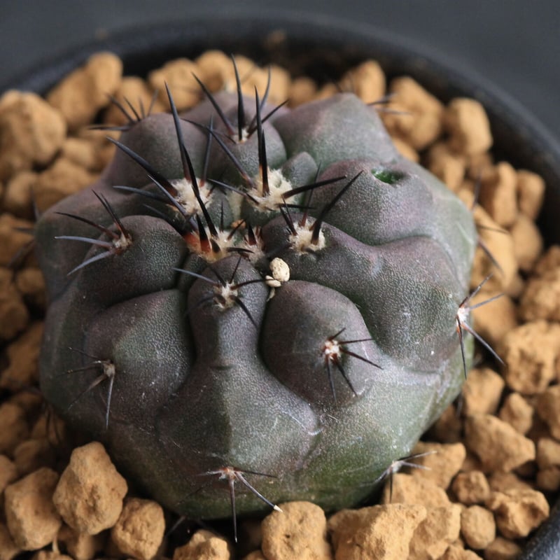 コピアポア シネレア×デュラ（交配種実生） | hanayoshi-botanical