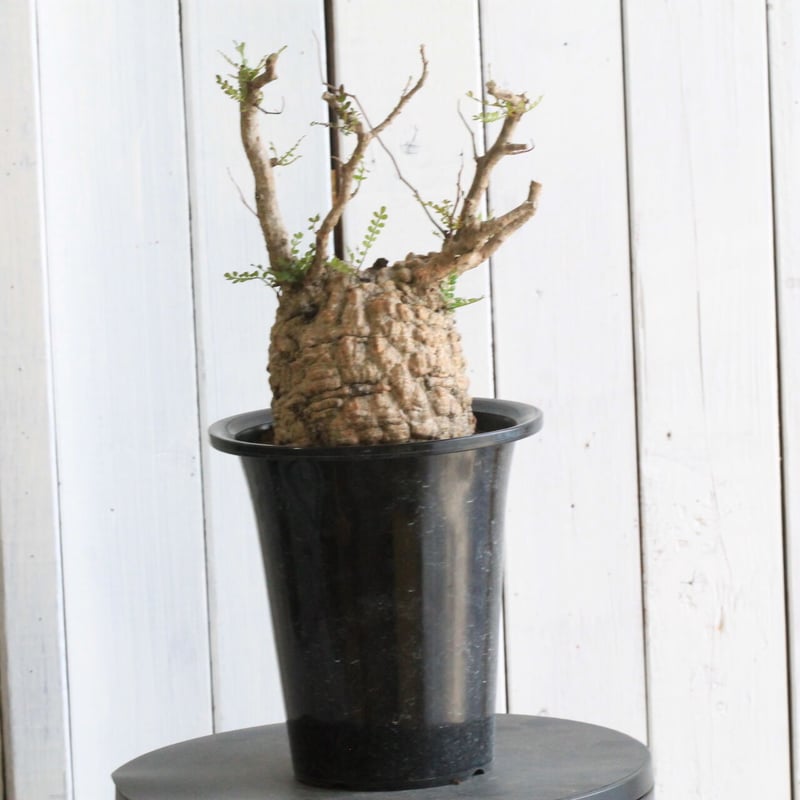 オペルクリカリア パキプス | hanayoshi-botanical