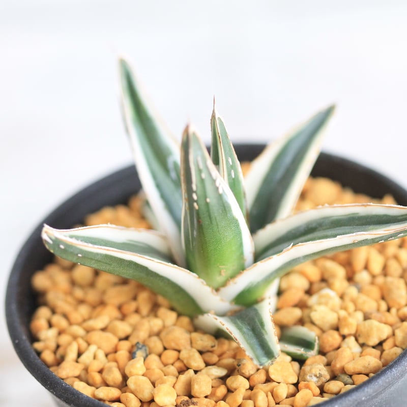 アガベ 氷山 | hanayoshi-botanical