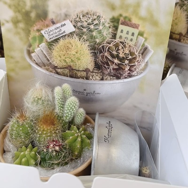 寄せ植えキット(サボテン ミニチュアガーデン キット