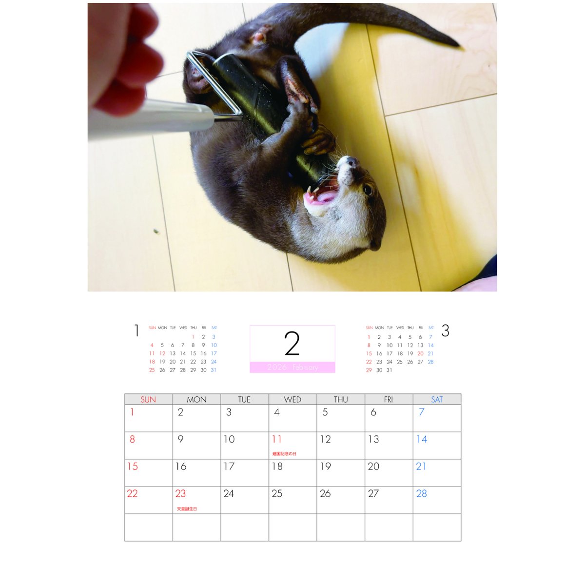予約販売】 カワウソ さくら 2026年 壁掛けカレンダー KA26250 | ANISTAR