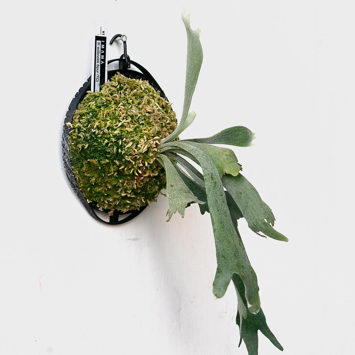 2025.11/22〜】板付ビカクシダ P. willinckii 'Spur' （TC）