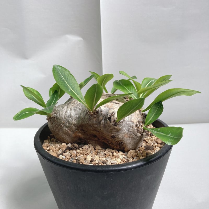 パキポディウム ブレビカウレ（恵比寿笑い）現地球 発根済 | 4S'easons.