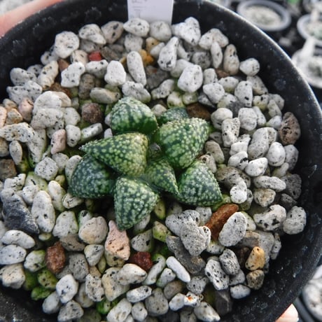 CATEGORY ハオルチア | Green Note