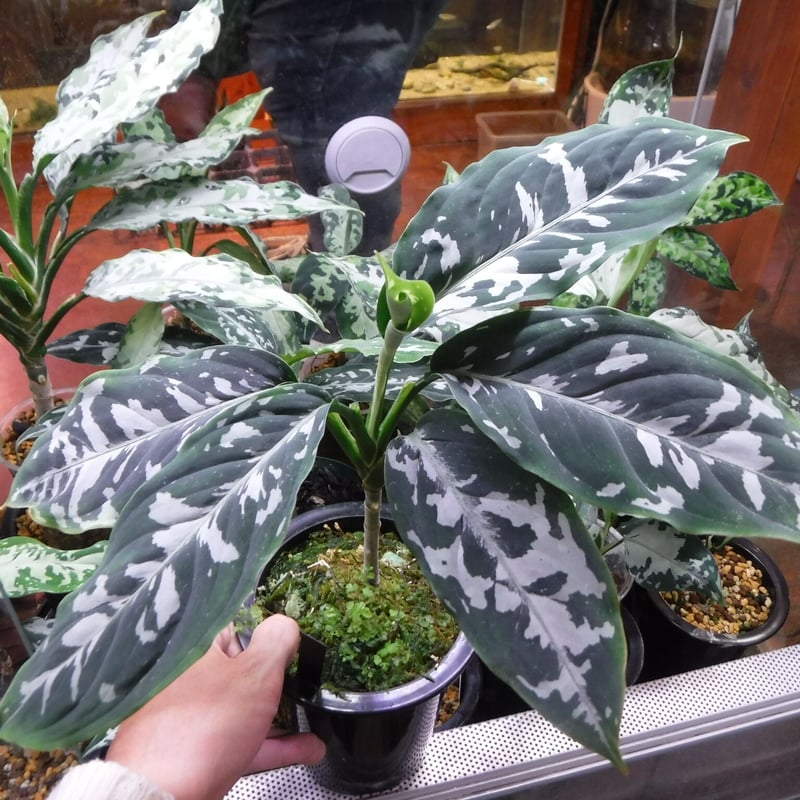 Aglaonema pictum argentum Grando Aceh, Sumatera