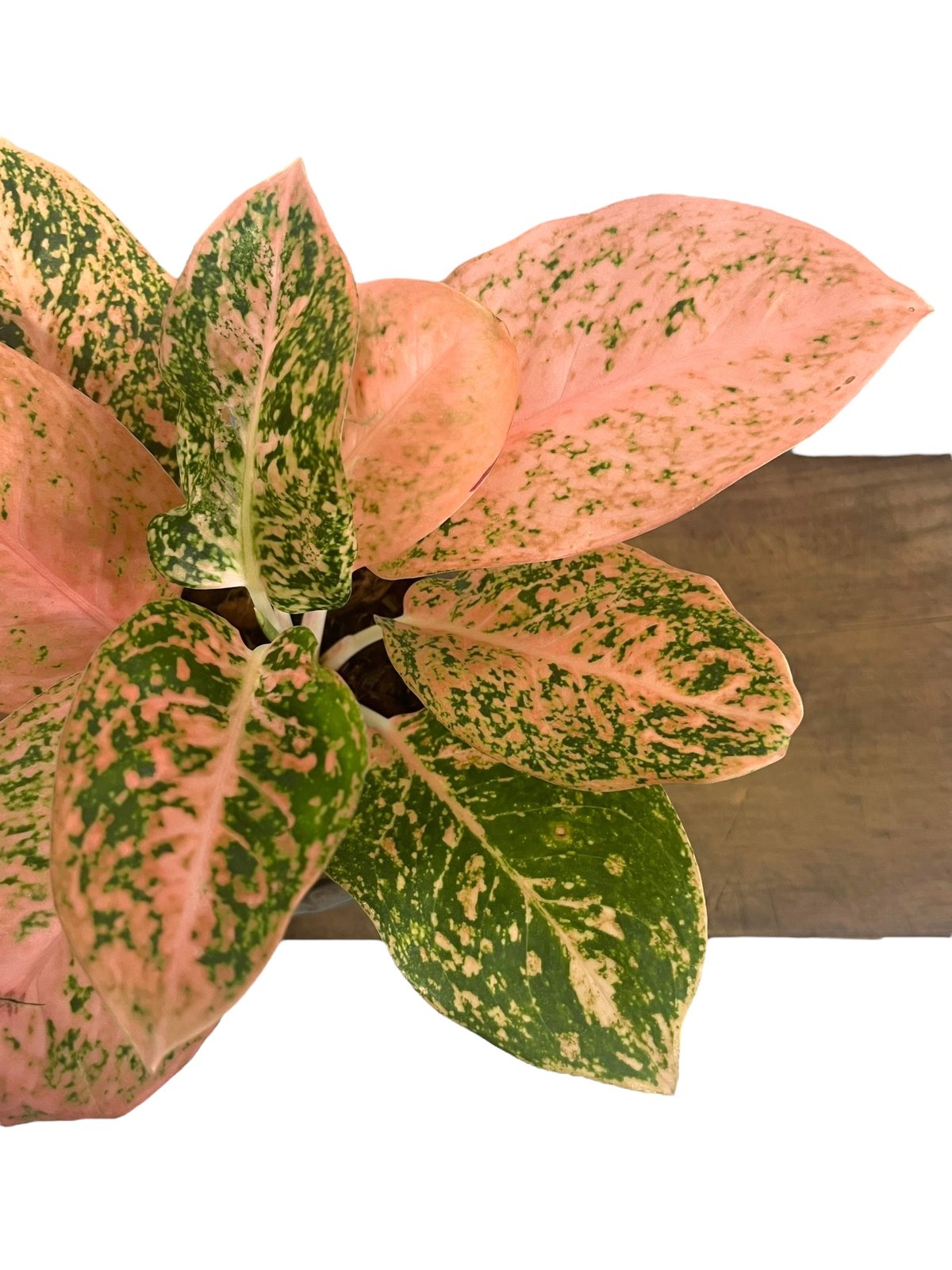 アグラオネマ スターダスト オレンジ+ Masaki Tomabechi (YON-HACHI