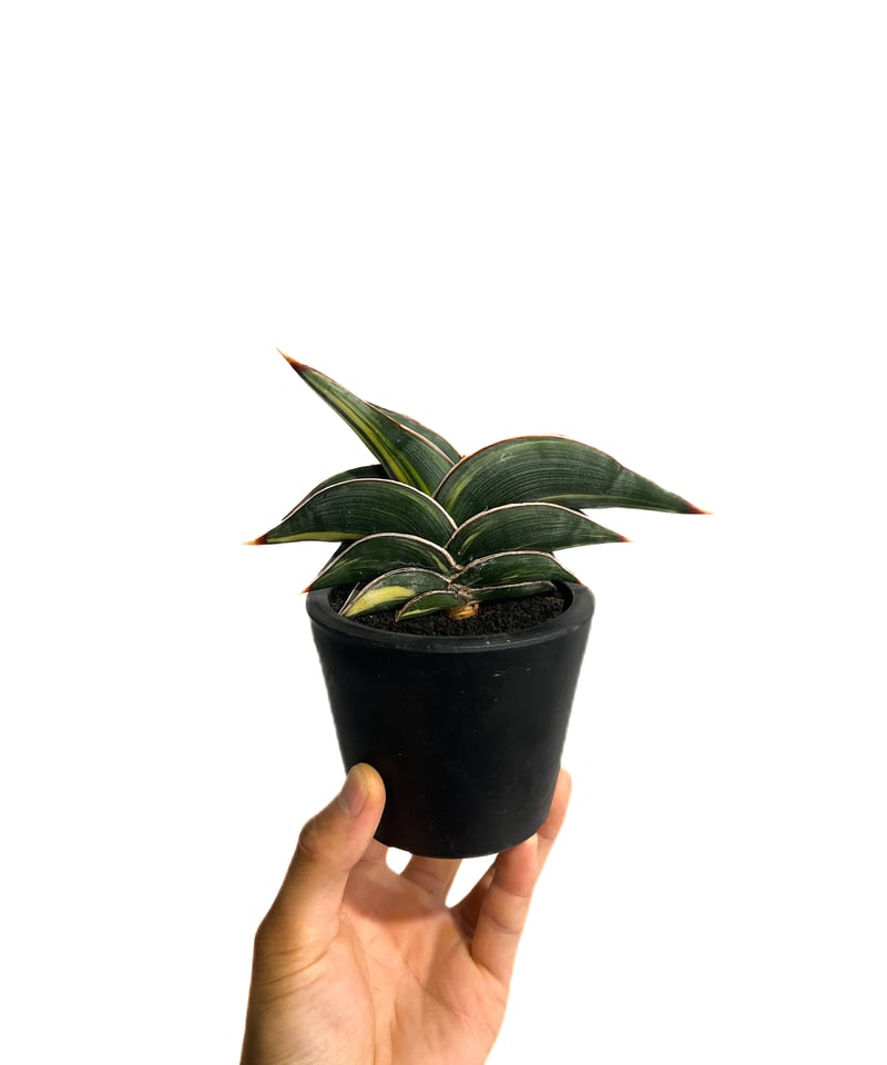 サンセベリア ロリダ 斑入り「Sansevieria rorida Var.」33D-1 |