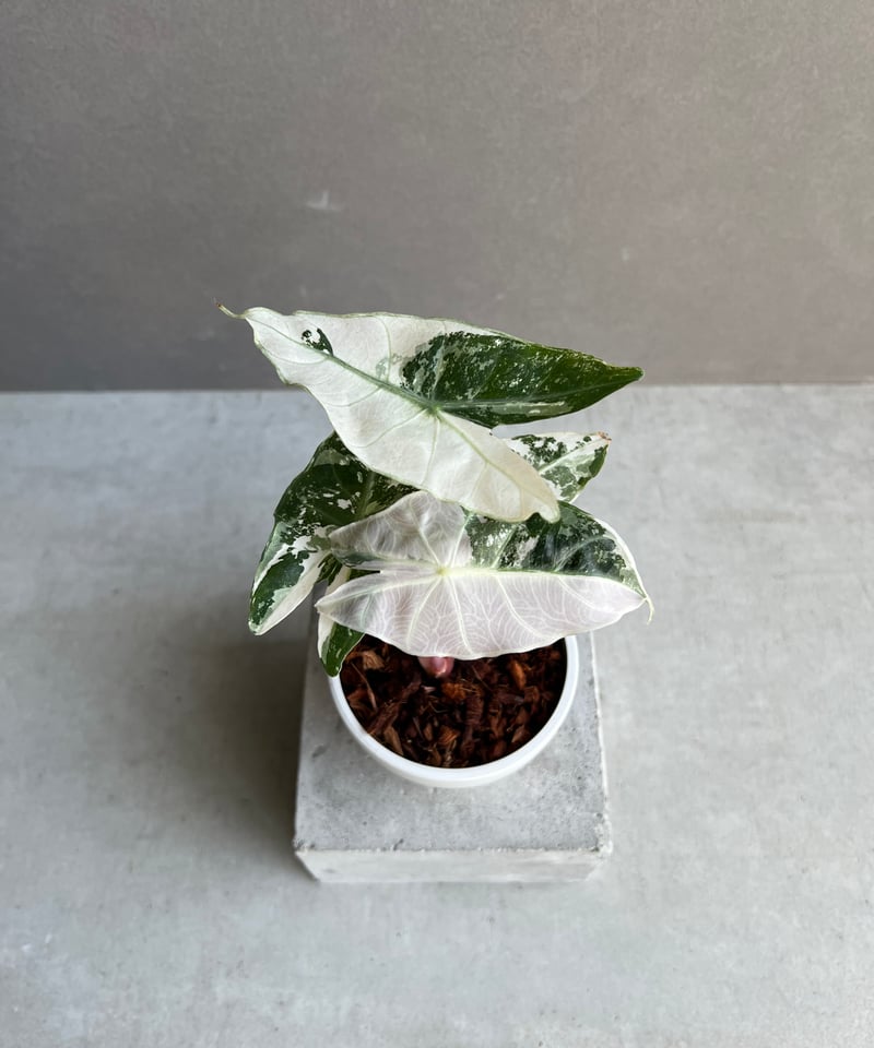 アロカシア ハイブリッド 選抜個体 「Alocasia pink dragon albo +