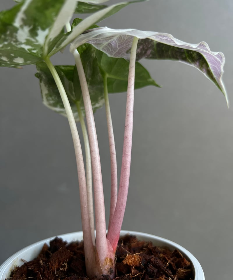 アロカシア ハイブリッド 選抜個体 「Alocasia pink dragon albo +