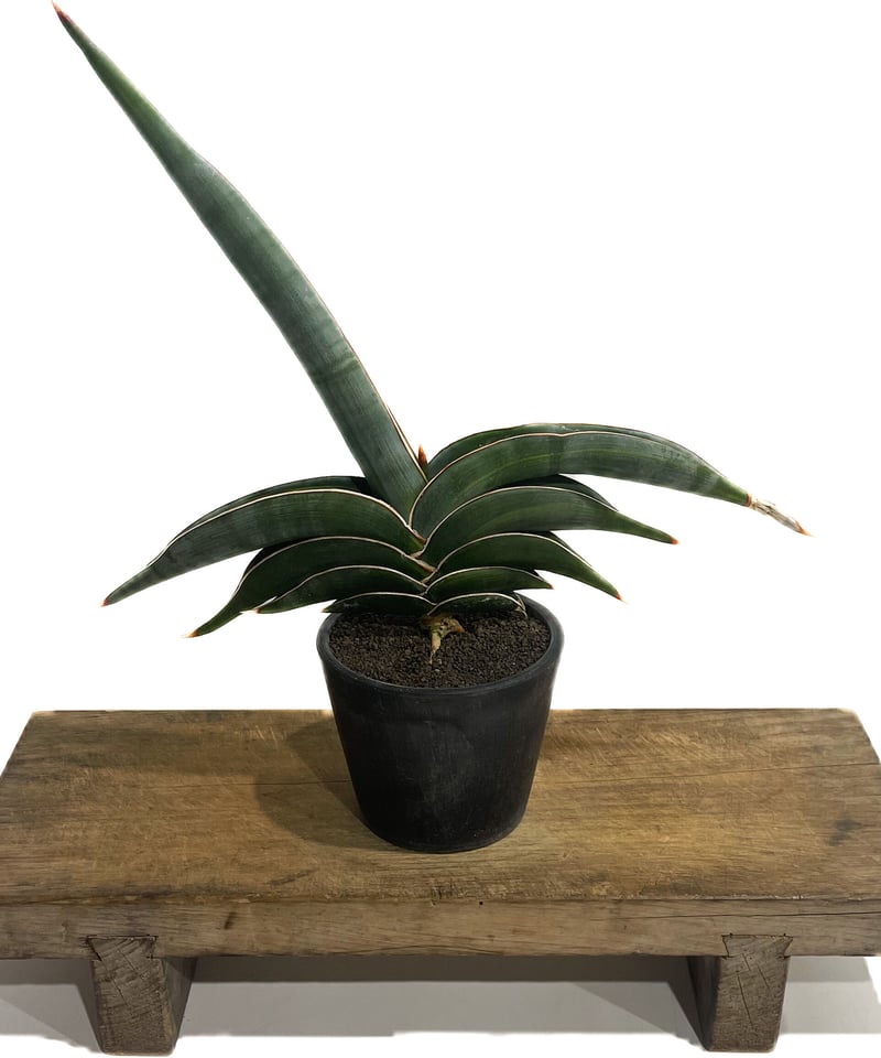 サンセベリア ロリダ 斑入り「Sansevieria rorida var.」93D-4 |