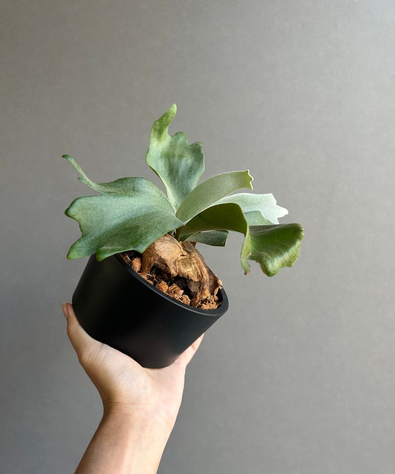 ビカクシダ ウィリンキー cv. ノース スター スポアリング セレクト「P