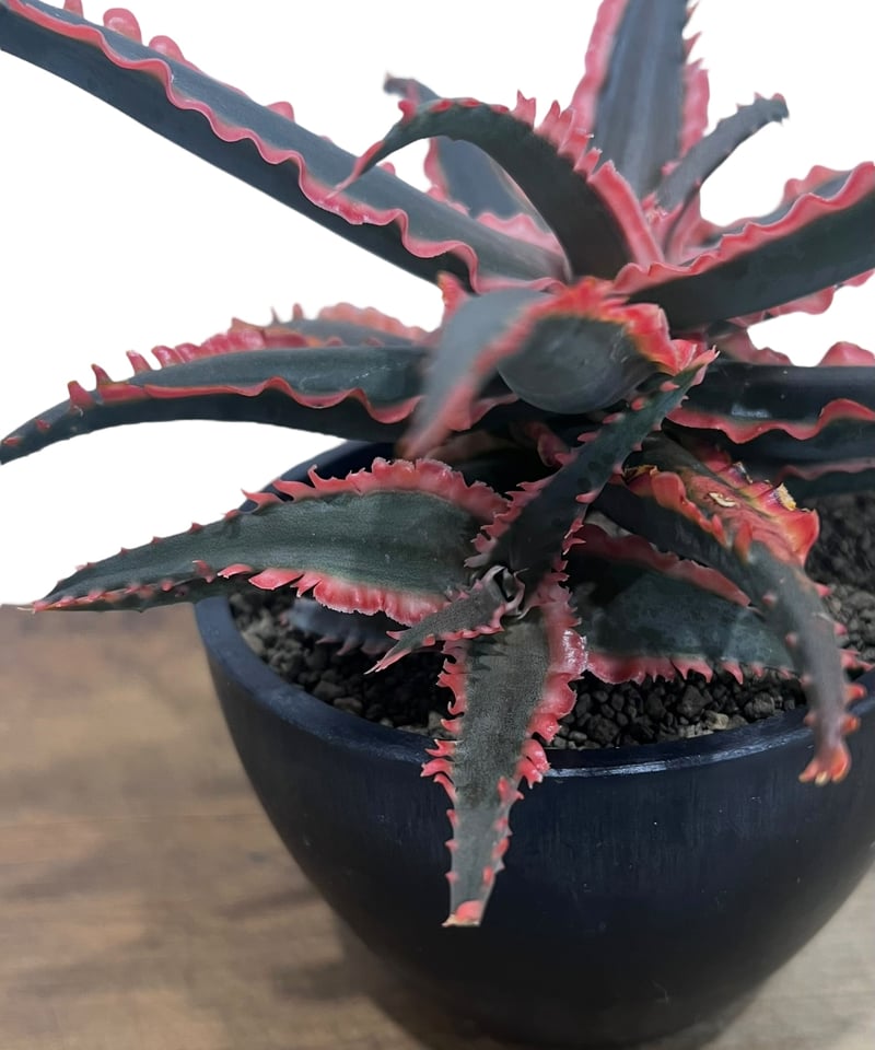 アロエ ハイブリッド “選抜個体” 「Aloe Hybrid “Select