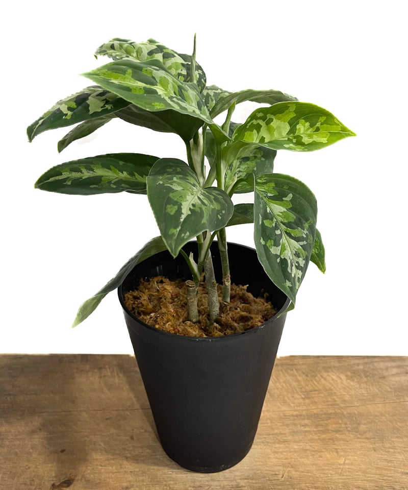 アグラオネマ ピクタム トリカラー「Aglaonema pictum tricolor」4/5