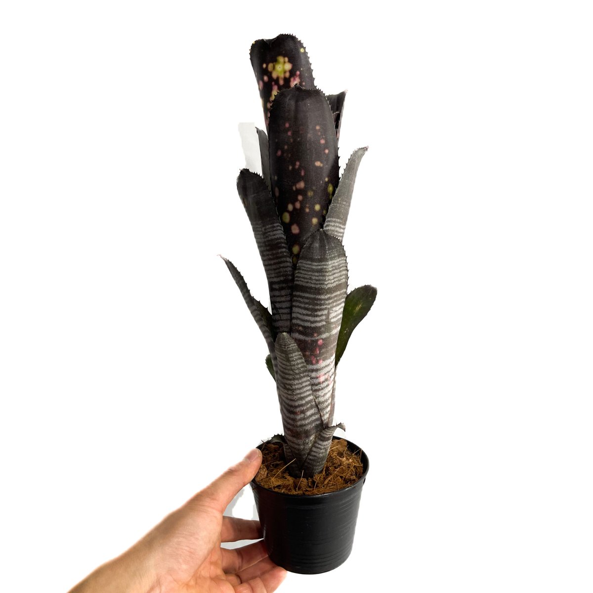 ビルベルギア ダースベイダー「Billbergia 'Darth vader'」2/2-38