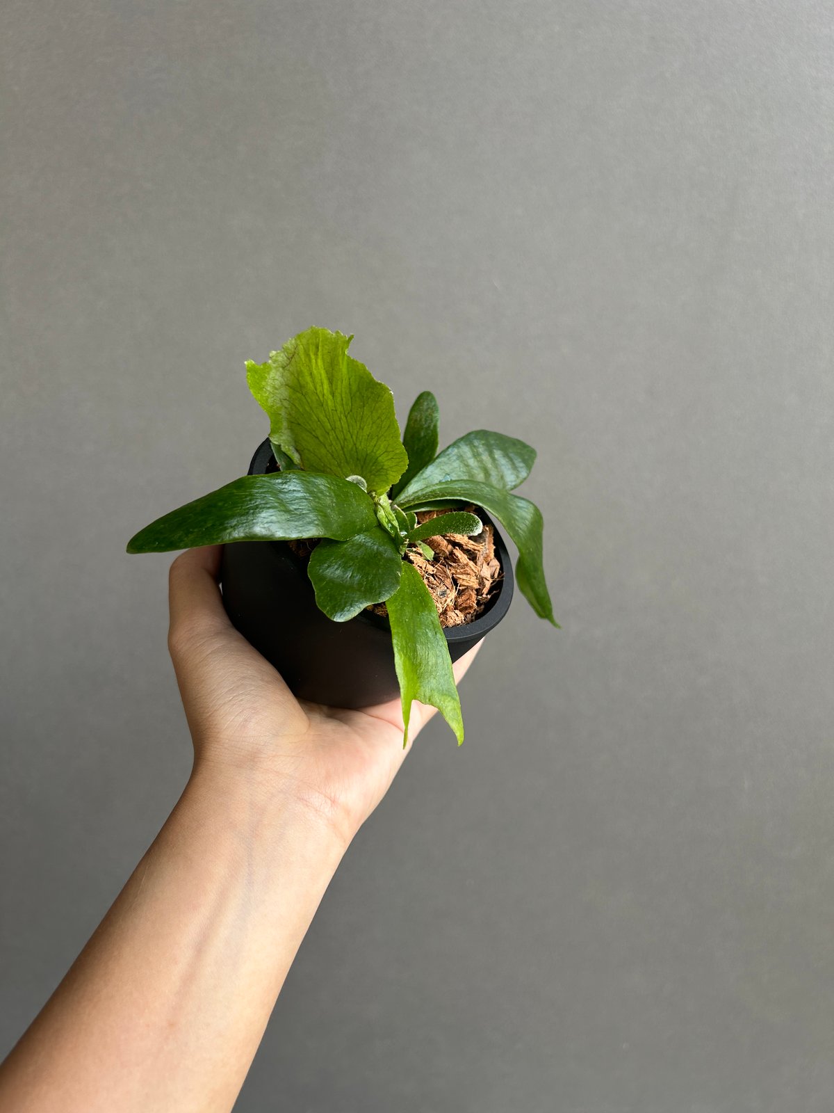 ビカクシダ ゴースト ハンズ 子株 (P. ウィリンキーx P.コロナリウム