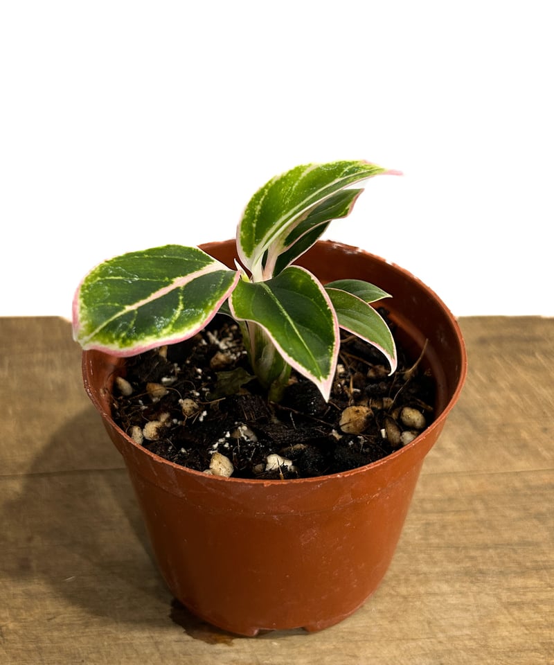 アグラオネマ ロータス デライト「Aglaonema Lotus Delight」5/12-4