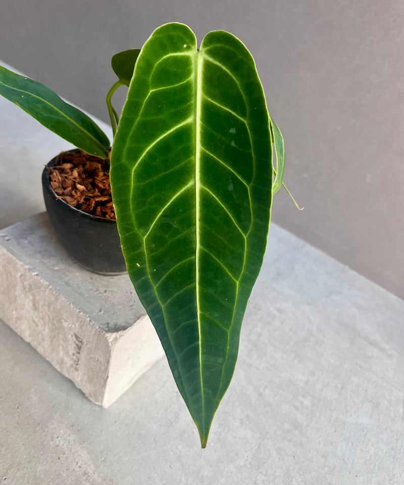 アンスリウム ワロクアナム ダーク&ナロー フォーム 「Anthurium