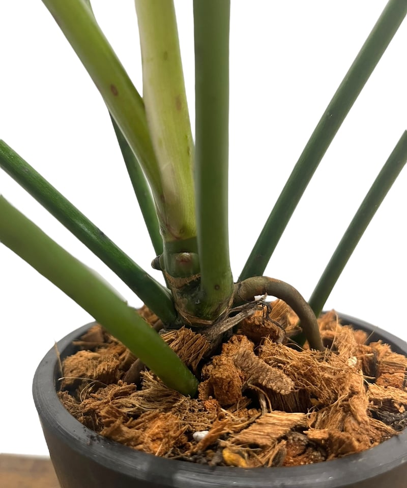 フィロデンドロン ロンギロバトム 'レラノ ミヤノ' 「Philodendron