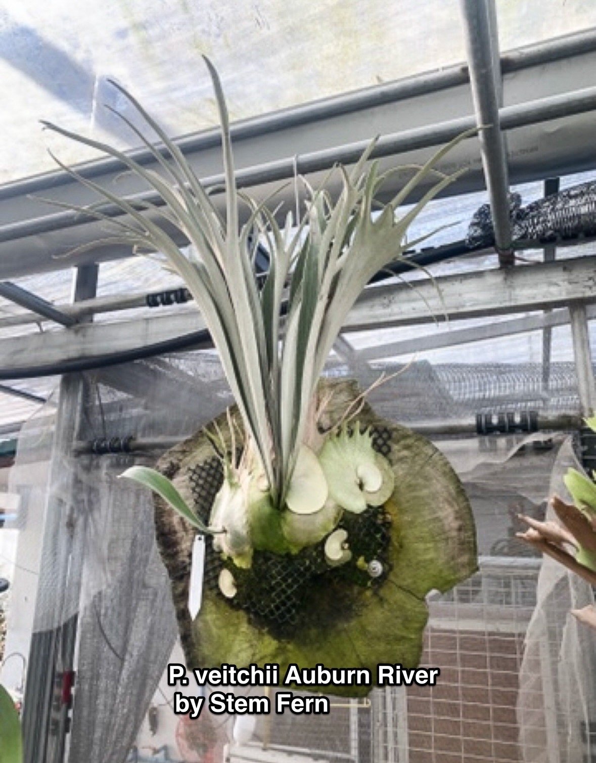 ビカクシダ ベイチー アーバン リバー (子株) by Stem Fern 「 Platyce