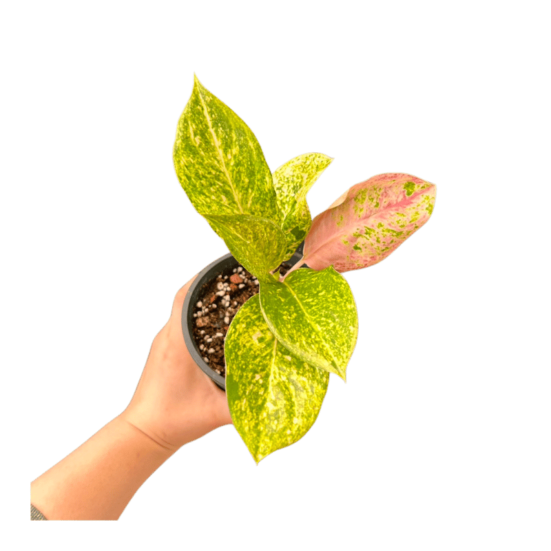 稀少＞Aglaonema Pink Emeritus アグラオネマ ピンクイメリタス | M