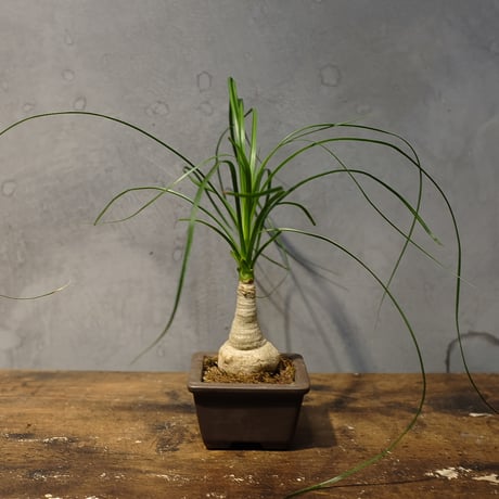 トックリラン | STORES