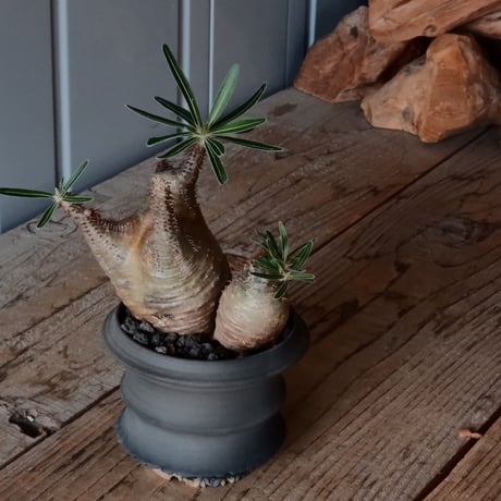 CATEGORY 磯部祐介 作品 植木鉢 | Botanical Holic