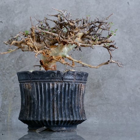 小野瀬一 | STORES