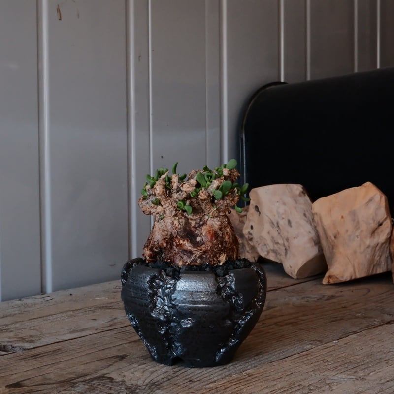 ケラリア ピグマエア［No.09］ × 松野然 【 ZEN 】3号 植木鉢 | Botan