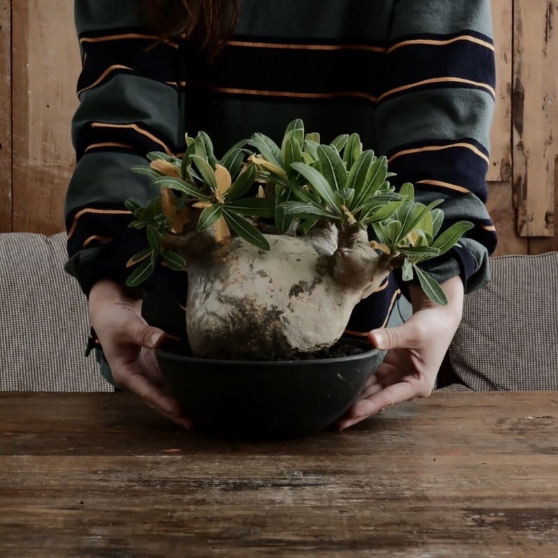 LL株》グラキリス 大株 幹幅15cm - 象牙宮 -［No.58］ × 6号 浅鉢 | B