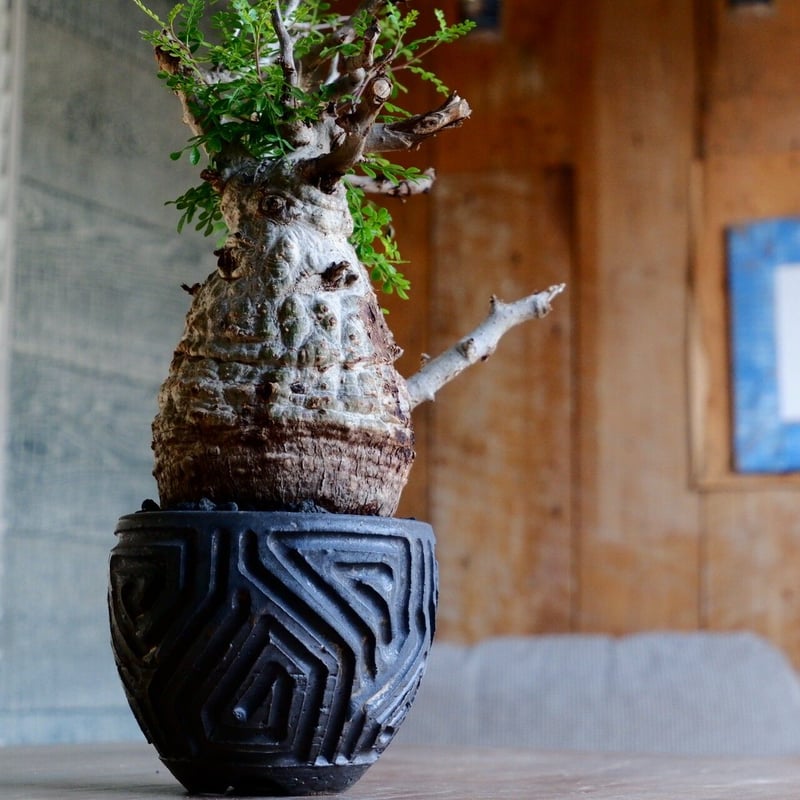 緑肌 オペルクリカリア パキプス［No.16］ × 根本峻吾 作 S.N POT type