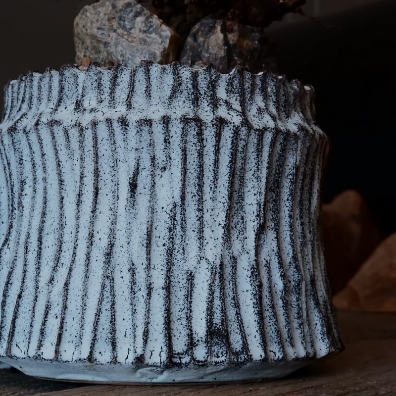 万物想 チレコドン レティキュラーツス［No.02］ × 根本峻吾 作 S.N