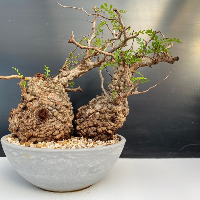 オペルクリカリア パキプス 根挿し株 2株セット 【公式通販】